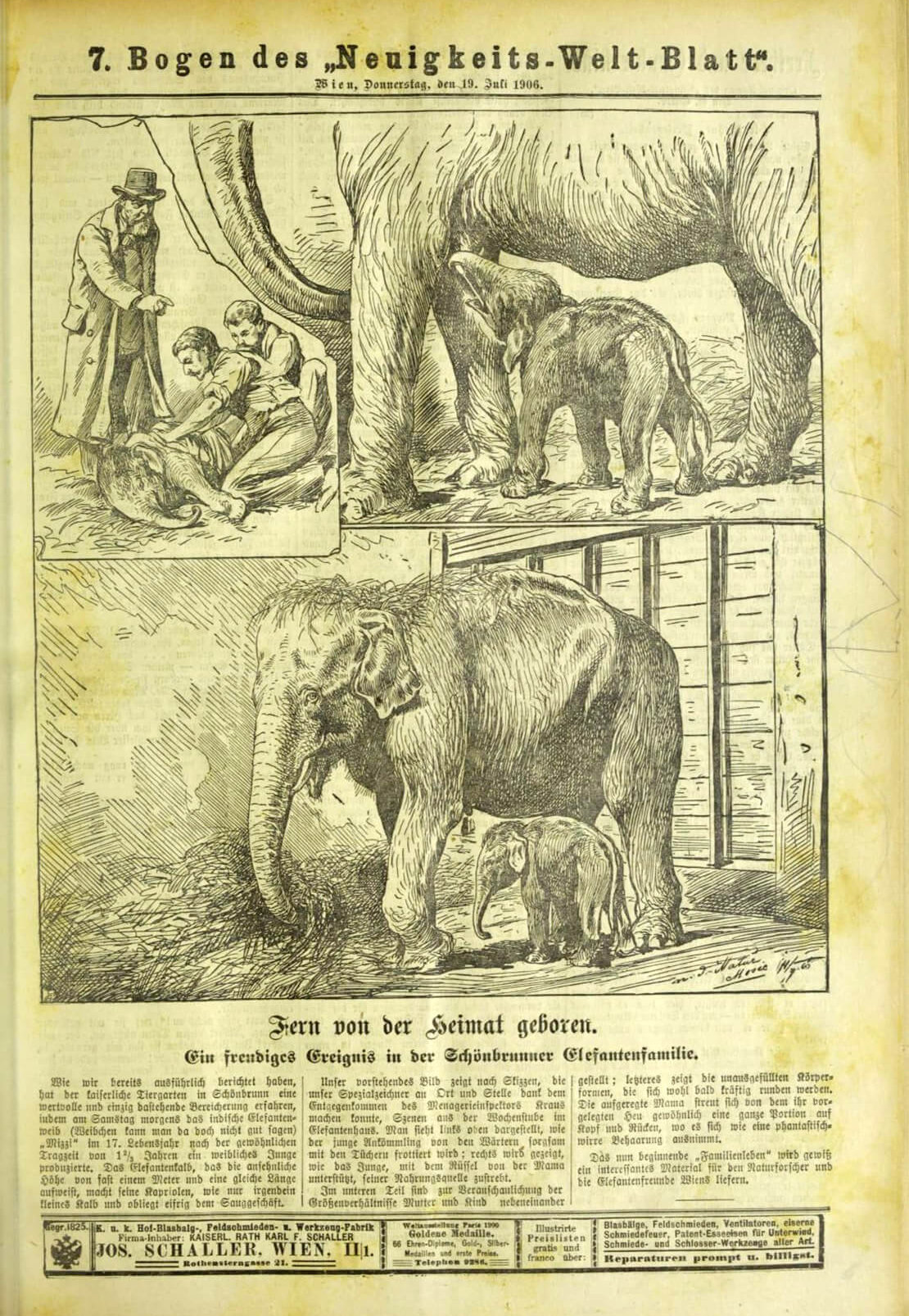 Elefantenbaby Mädi mit seiner Mutter Mizzi, in: Neuigkeits-Welt-Blatt, 19. Juli 1906, Quelle: Anno/ÖNB 