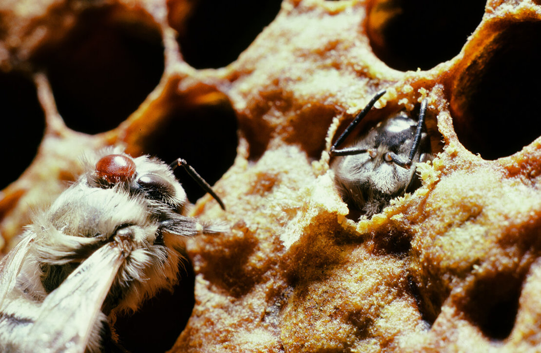 Die Varroa-Milbe gelangt vor der Verdeckelung zur Made in die Zelle. Sie ernährt sich vom Futter der Made, später vom Blut der Biene. In der Zelle legt die Milbe zwei bis sechs Eier. Noch vor der Biene schlüpfen die Milben aus, begatten sich - und das Varroa-Männchen stirbt. Die Milben auf den Bienen sind daher ausschließlich Weibchen. Foto: Franz Killmeyer, 1989 
