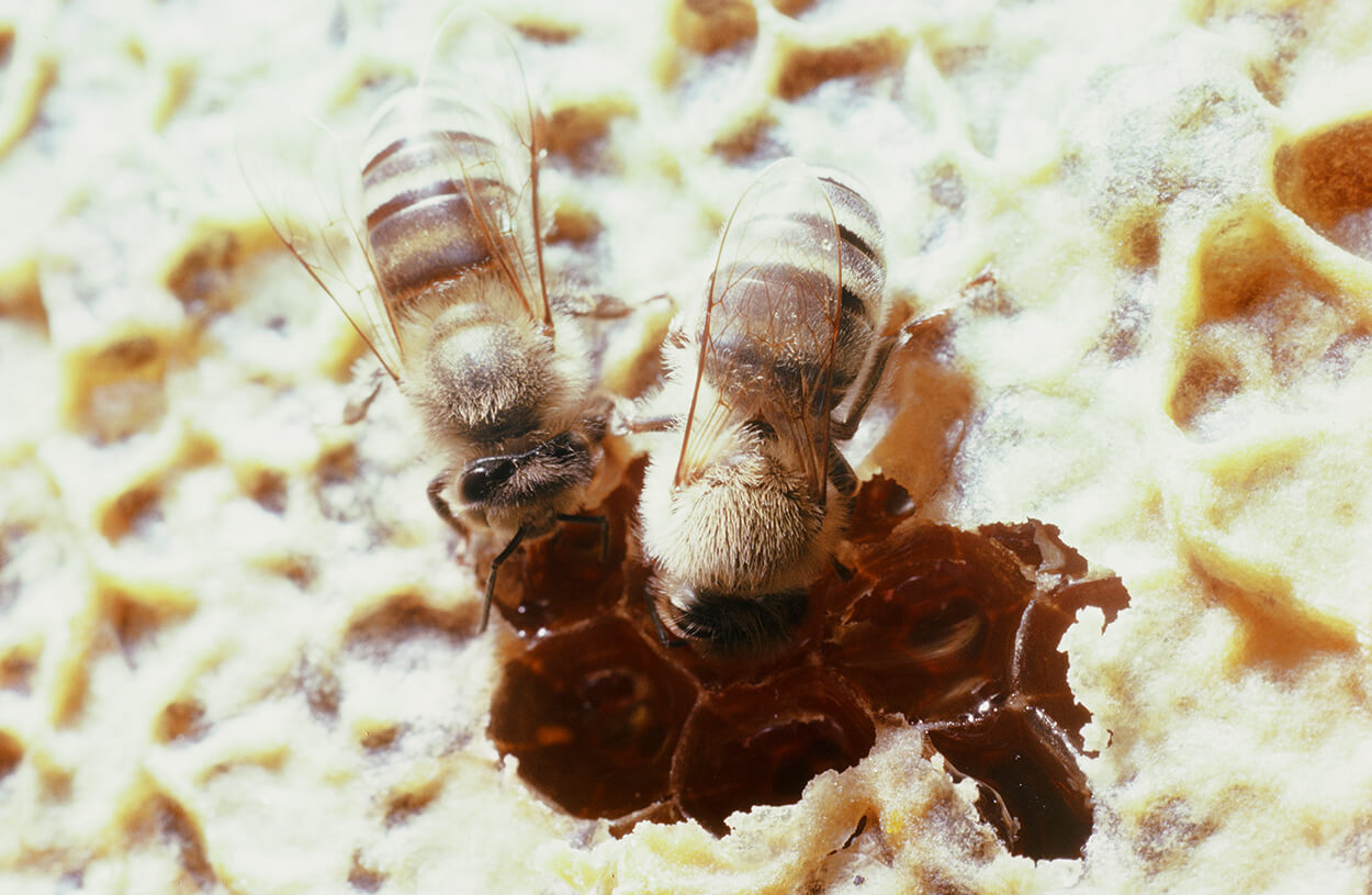 Arbeiterinnen verdeckeln die Honigwaben. Durch die Wachsschicht kann Wasser zwar noch abdampfen, aber nicht mehr in die Wabe hineingelangen. Foto: Franz Killmeyer, 1989 