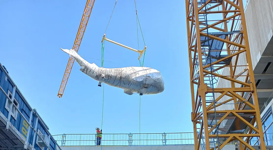 Wal im Anflug, 19. Juli 2022, Foto: Evi Scheller  