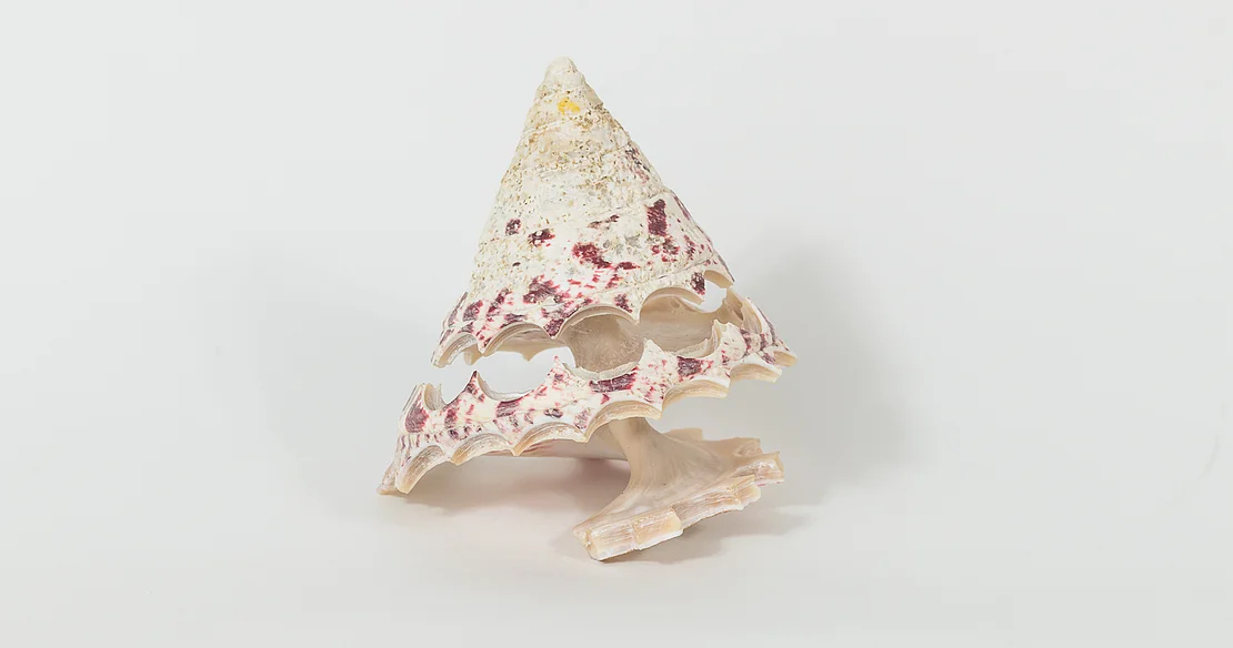Muschelrest aus der Perlmuttwarenfabrikation der Firma Krehan, Foto: Klaus Pichler, Bezirksmuseum Ottakring