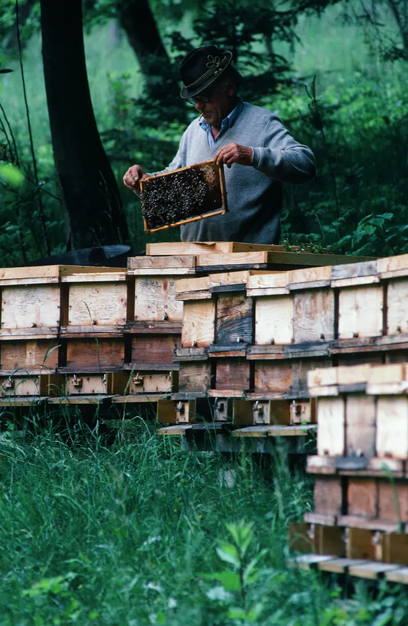 Kontrolle der Bienenvölker durch den Imker. Volle Honigrahmen werden gegen leere ausgetauscht. Foto: Franz Killmeyer, 1989  
