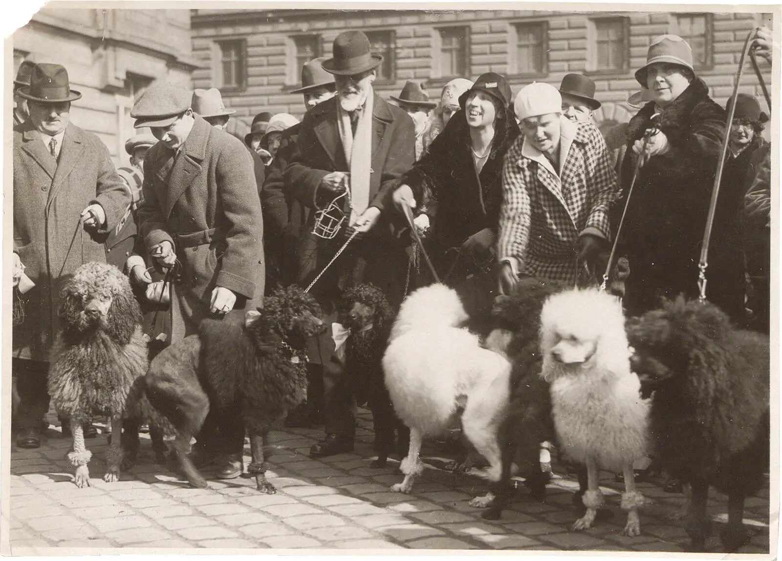 Fotoatelier Ernst & Cesanek: „Hundeaufmarsch“, Werbespaziergang mit Hunden über die Ringstraße, 1929, Wien Museum, Inv.-Nr. 49575/162  