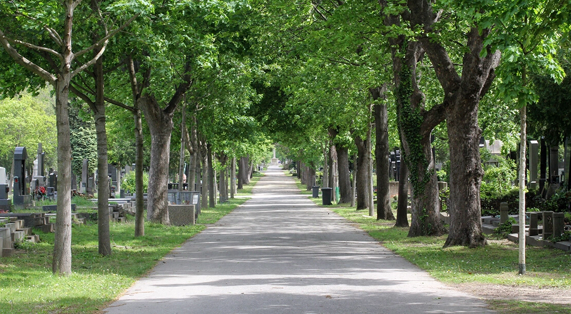 Eine der zahlreichen Alleen im rund 2,5 km² großen Wiener Zentralfriedhof. Foto: Christian Hlavac