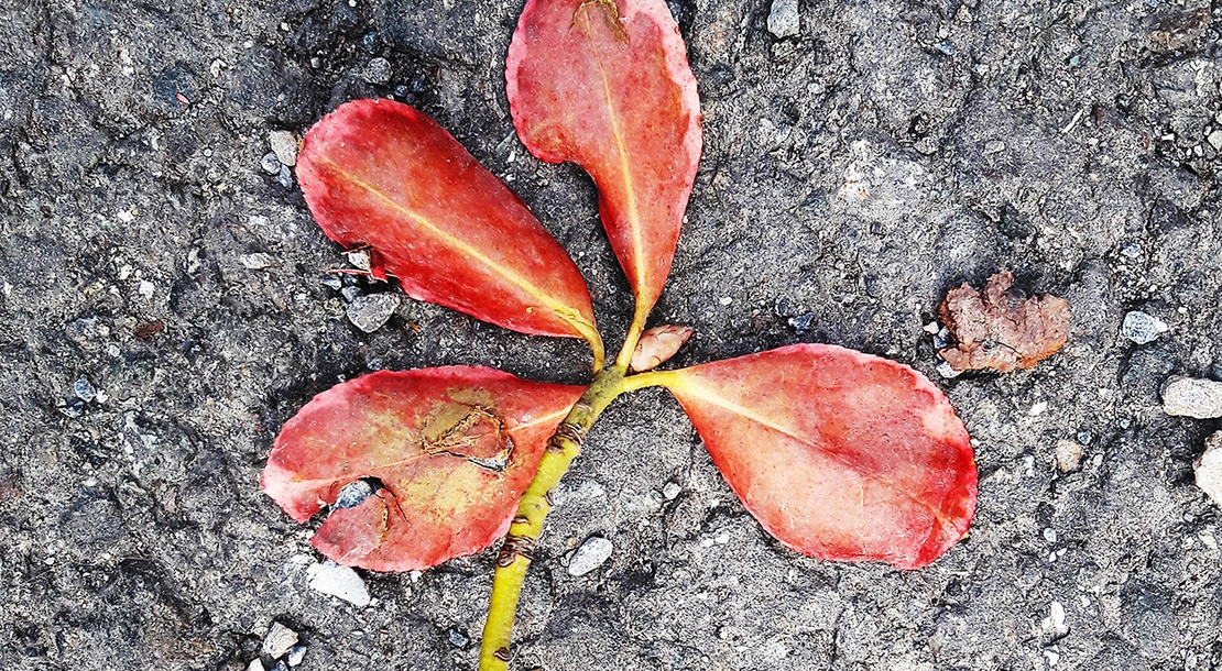 Didi Sattmann: „Blätter [75]“, 2021  