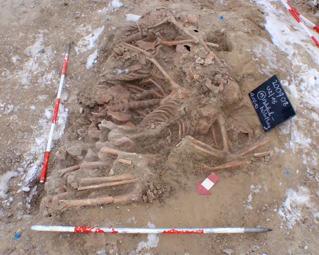 Massengrab von der Schlacht von Aspern, Foto: Stadtarchäologie Wien