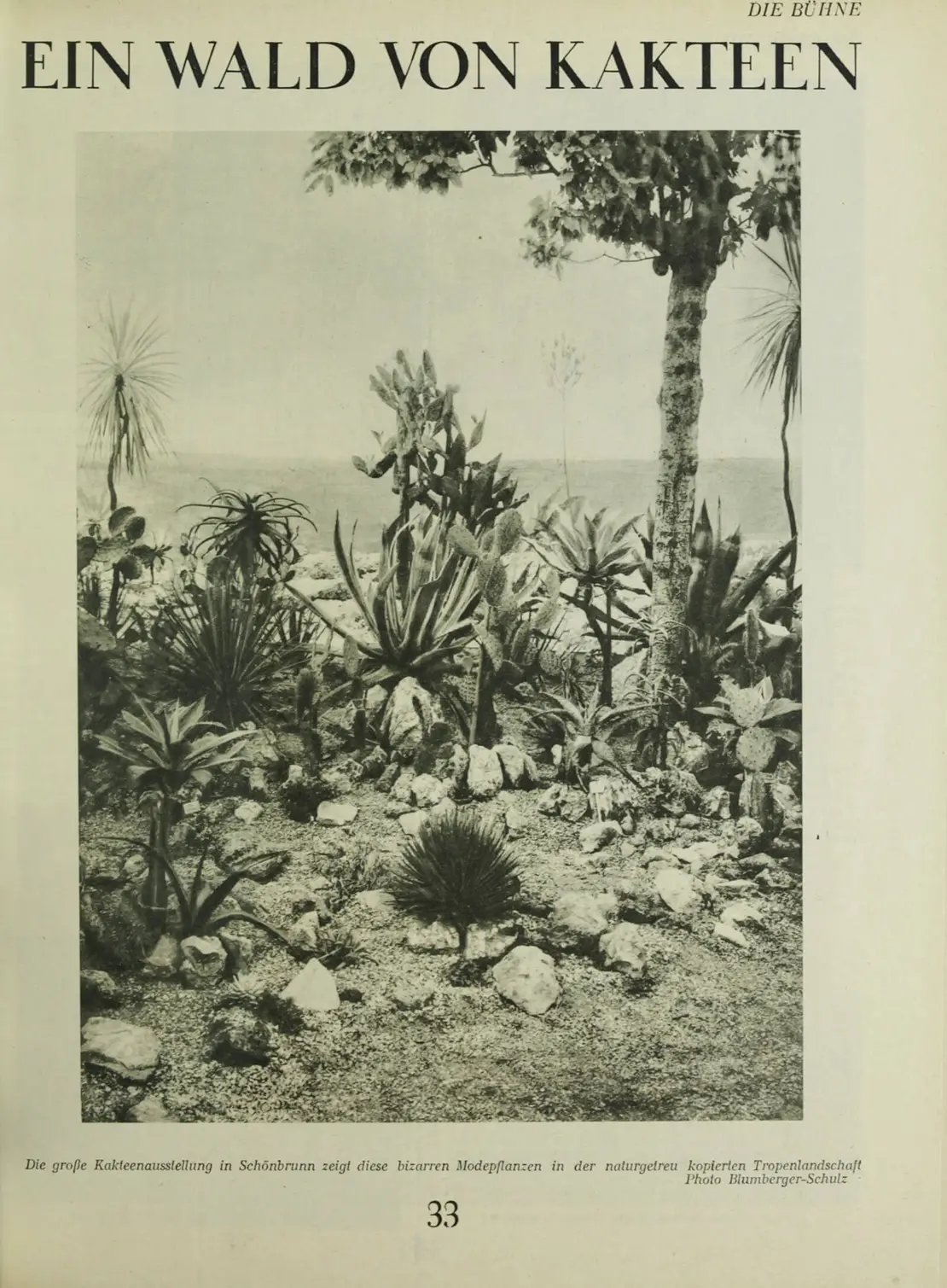 Kakteenausstellung in Schönbrunn, in: Die Bühne 12.9.1929, ANNO/ÖNB