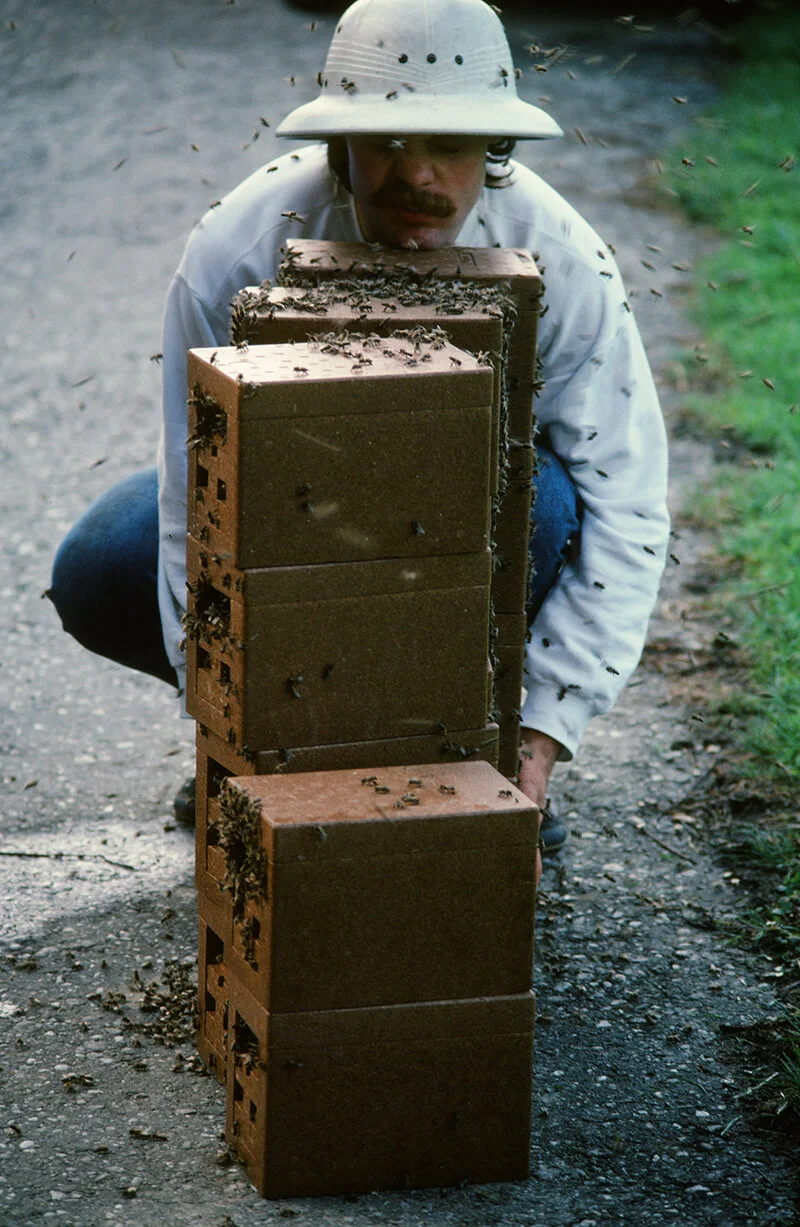 Die mit Bienen gefüllten „Begattungskästen“ werden vier Tage in einem dunklen Raum abgestellt. In dieser Zeit entwickeln sie sich zu einem sozialen Gefüge und anerkennen die neue Königin. Foto Franz Killmeyer, 1989  