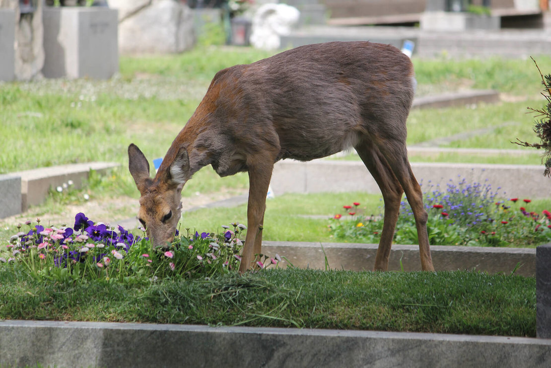 Rehe sind ständige Bewohner des Wiener Zentralfriedhofs. Foto: Christian Hlavac 