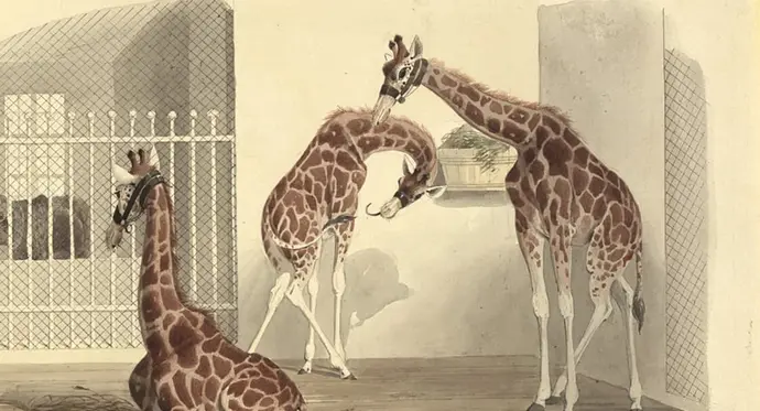 Eduard Gurk: Bewegungsstudien Giraffen im Käfig, Aquarell, 1828, Wien Museum