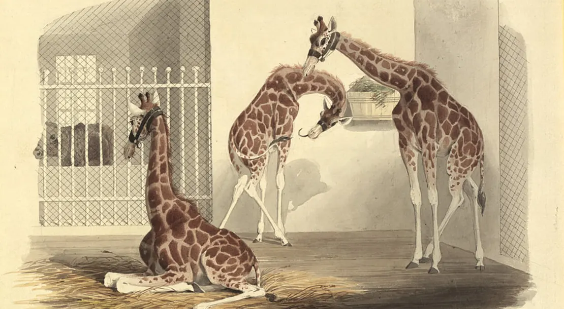 Eduard Gurk: Bewegungsstudien Giraffen im Käfig, Aquarell, 1828, Wien Museum