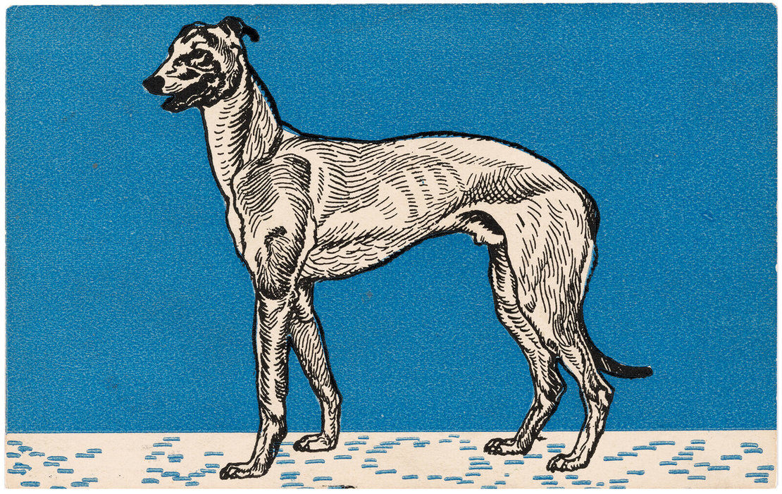 Moritz Jung: Postkarte der Wiener Werkstätte Nr. 679: Windhund, 1912, Wien Museum 