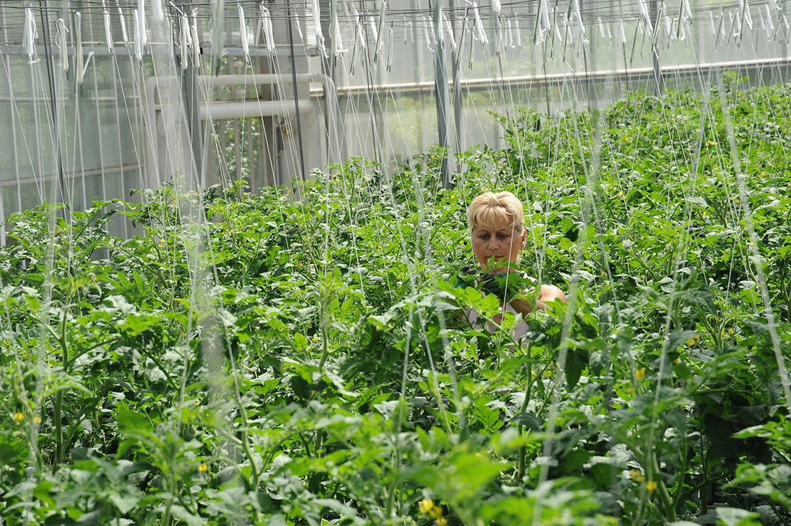 Didi Sattmann: 22. Bezirk, Kruisgasse / Gewächshaus Ableitinger, 2012