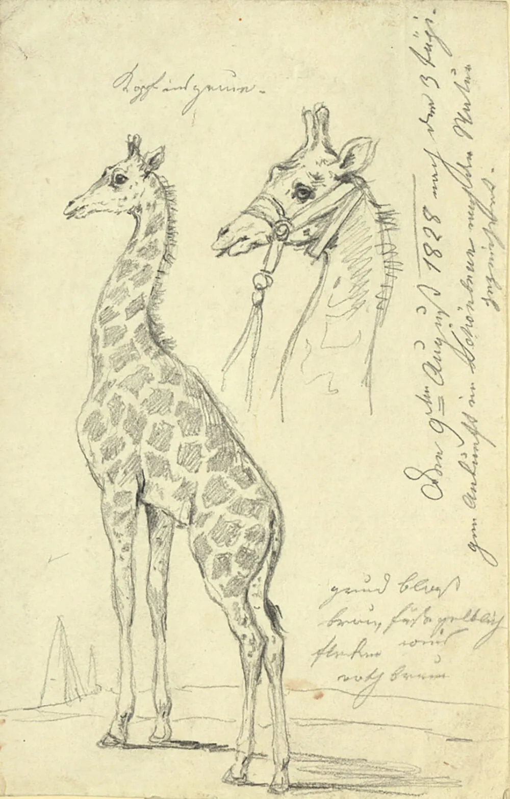 Johann Josef Schindler: Giraffenstudie, Zeichnung, 1828, Wien Museum