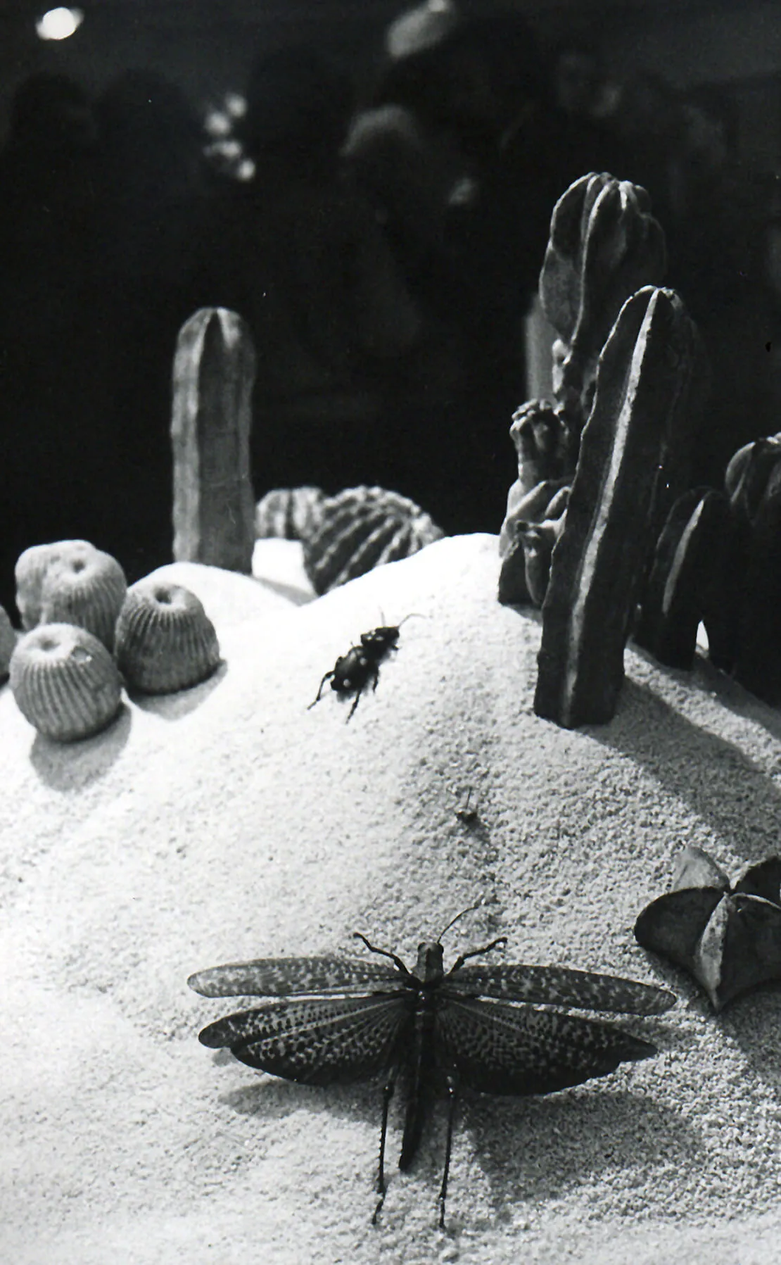 Auslagen mit Betonkakteen, Käfern und Schmetterlingen, Foto: Katarina Noever/Wien Museum