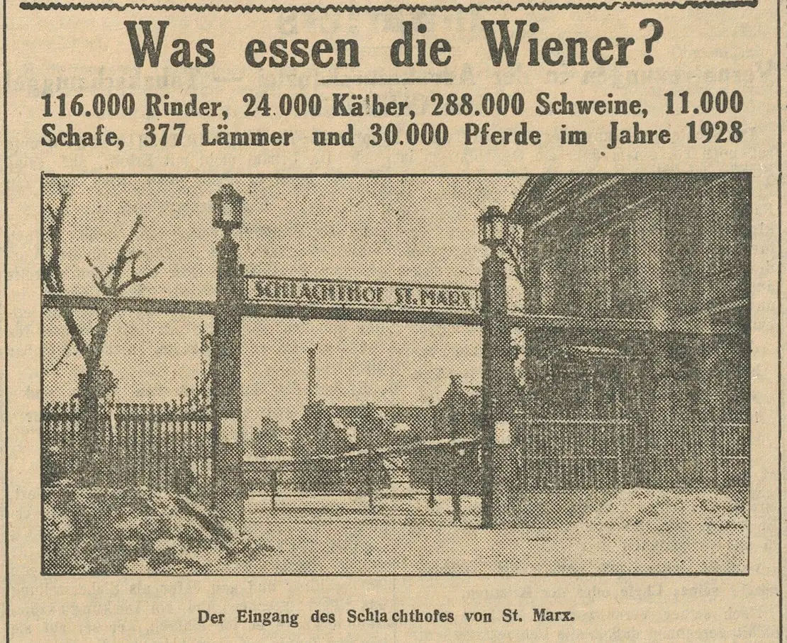 Aus der erwähnten Reportage zum Schlachthof St. Marx in „Die Stunde“ vom 26. Februar 1929