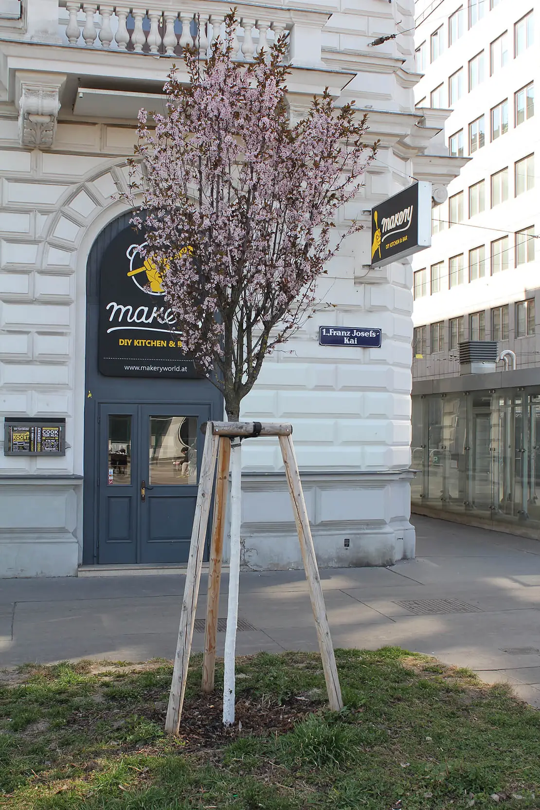 Baum mit besenartigem Wuchs am Franz-Josefs-Kai. Foto: Christian Hlavac  