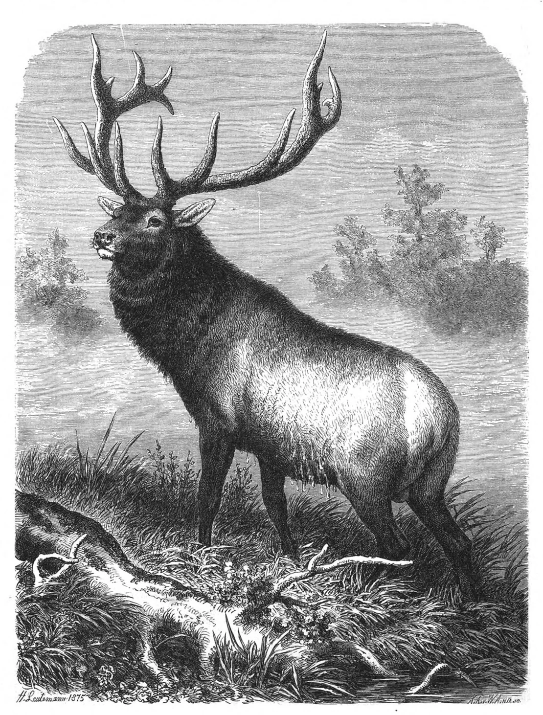 Ein Wapitihirsch, Abbildung aus der „Illustrirten Zeitung“ vom 18. September 1875, ANNO/ÖNB