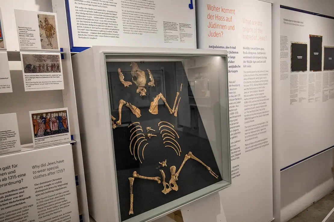 Neu in der Dauerausstellung: ein Hundeskelett, das im Bereich des Judenplatzes gefunden wurde, Foto: Barbara Nidetzky