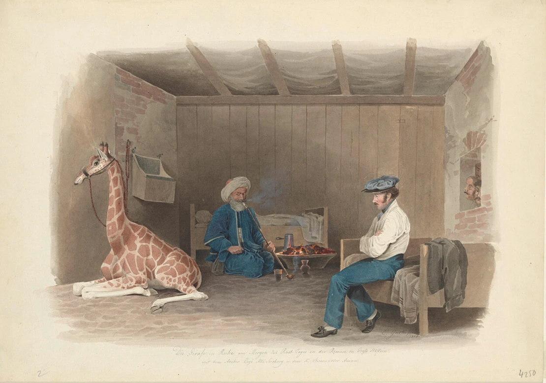 Eduard Gurk: „Die Girafe in Ruhe am Morgen des Rast-Tages in der Remise zu Groß Höflein mit dem Araber Cagi Alli Sciobary u. dem K. Thierwächter Aman“, Aquarell, 1828, Wien Museum