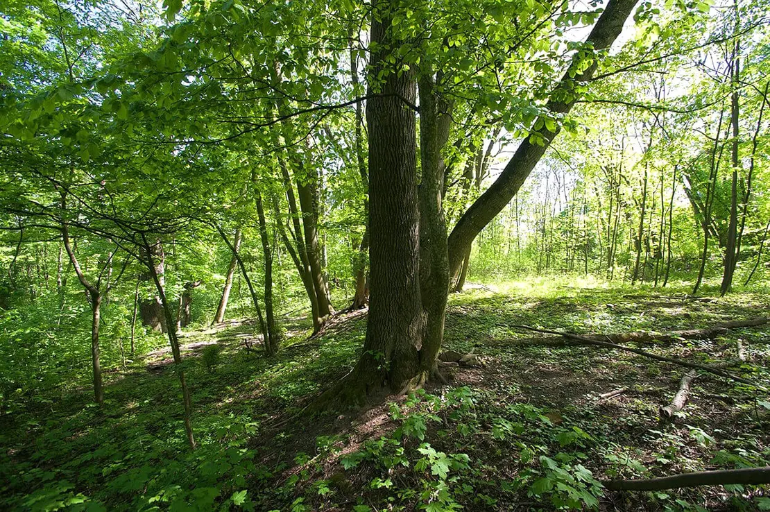 Foto: Thomas Keplinger  