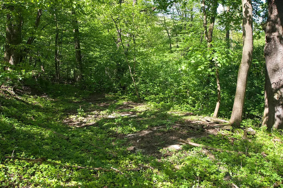 Foto: Thomas Keplinger  