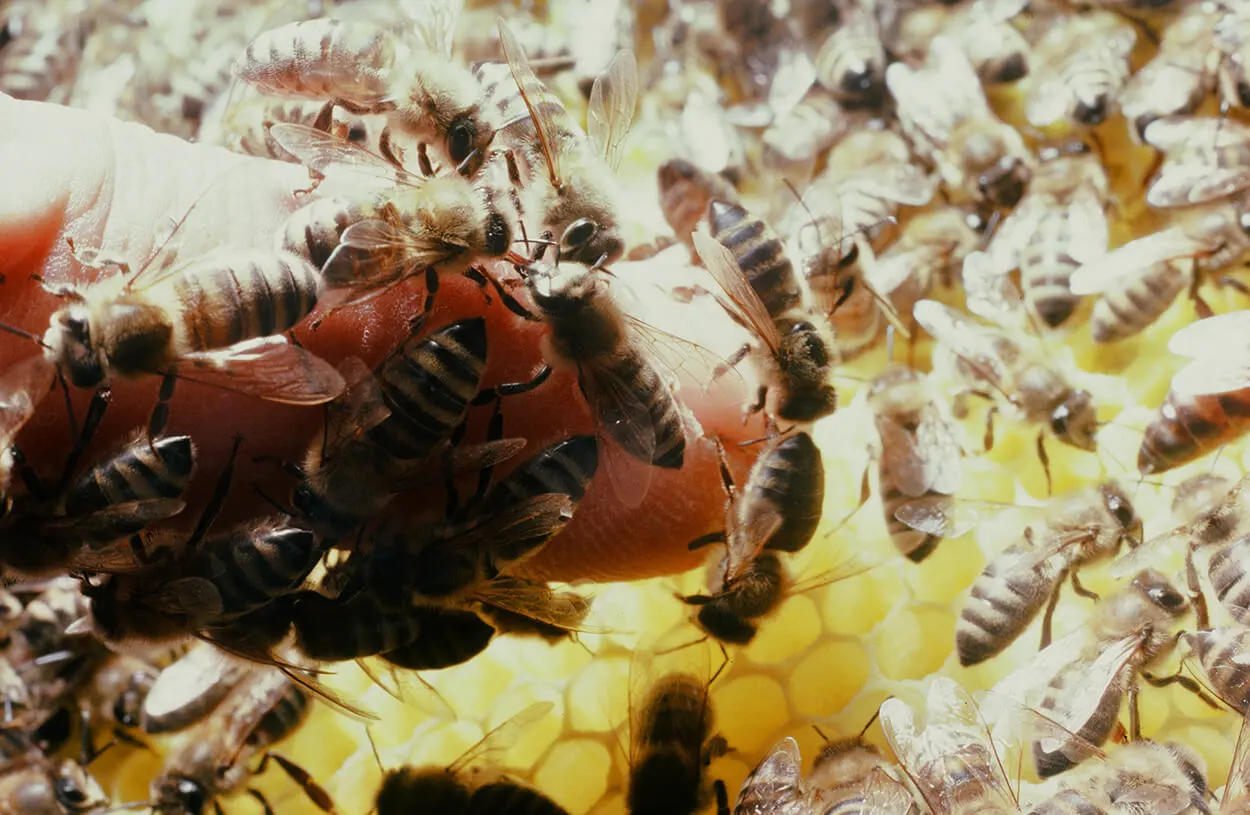 Foto: Franz Killmeyer  