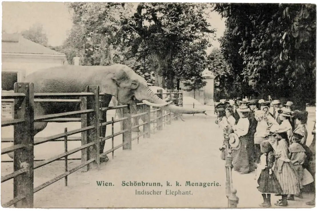 Indischer Elefant im Tiergarten Schönbrunn, um 1910 (der kleine Elefant im Hintergrund dürfte Mädi sein), Wien Museum