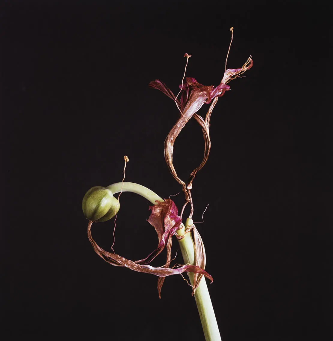 Elfriede Mejchar: Ohne Titel (Amaryllis), 1996, Wien Museum
