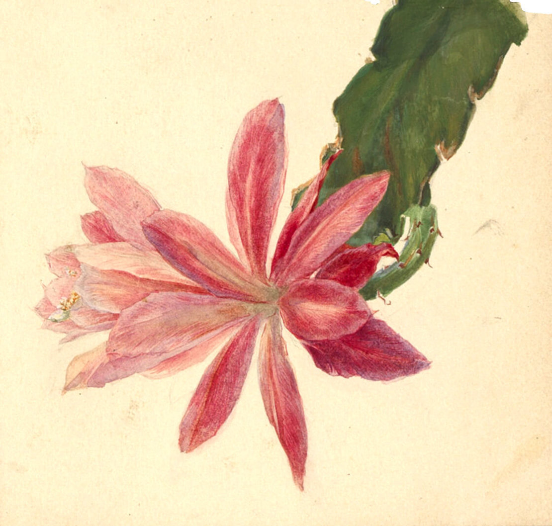 A. Moor, Kaktusblüte, Nr. 1829, Entwurf für das Mappenwerk „Allegorien und Embleme“, hrsg. von Martin Gerlach. Wien, undatiert, Inv.-Nr. 224463/149 