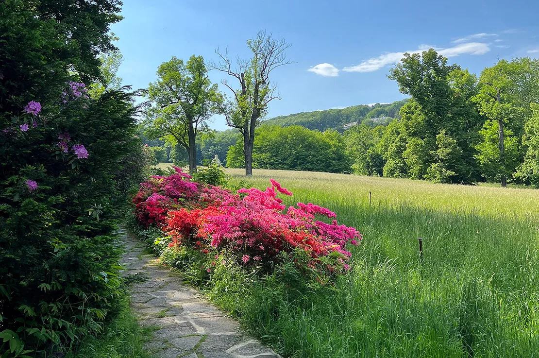 Rhododendren in Blütenpracht, Foto: Anna Attems
