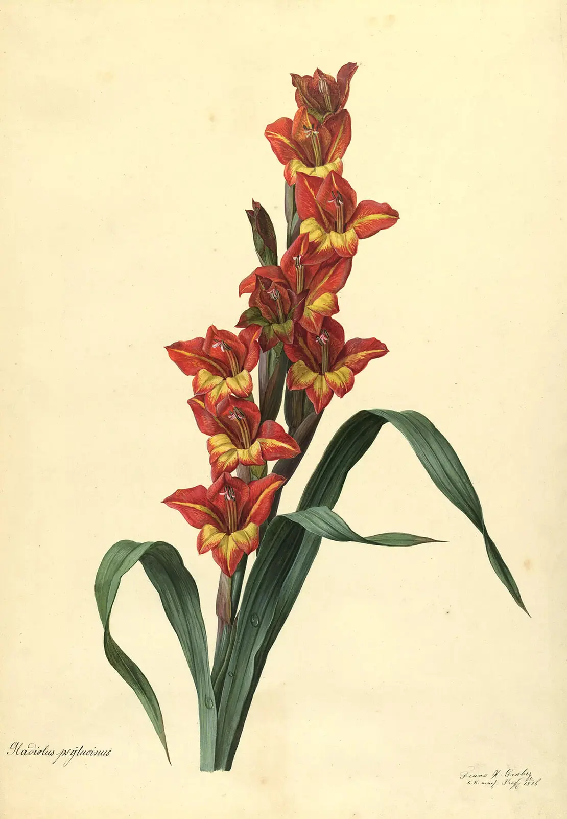 Franz Xaver Gruber: „Gladiolus psytacinus“, Aquarell, 1826, Wien Museum