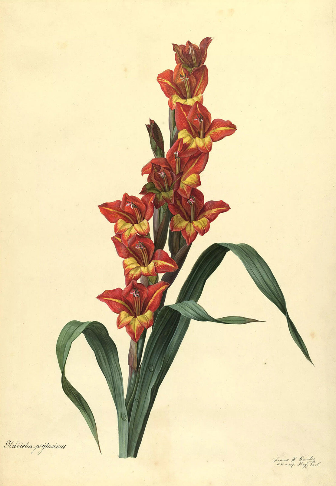 Franz Xaver Gruber: „Gladiolus psytacinus“, Aquarell, 1826, Wien Museum 