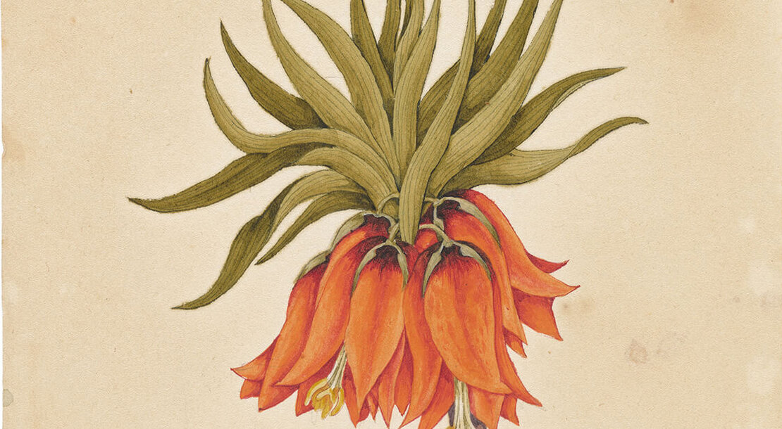 Unbekannt: Symbolik der Blumen: Kaiserkrone (Fritillaria imperialis), „Gehorsam“, um 1823, Ausschnitt, Wien Museum, Inv.-Nr. 303457/92