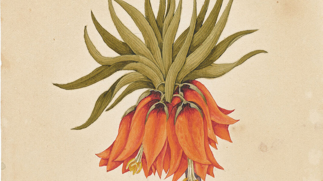 285 Pflanzen-Aquarelle aus dem Biedermeier