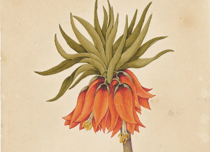 Unbekannt: Symbolik der Blumen: Kaiserkrone (Fritillaria imperialis), „Gehorsam“, um 1823, Ausschnitt, Wien Museum, Inv.-Nr. 303457/92