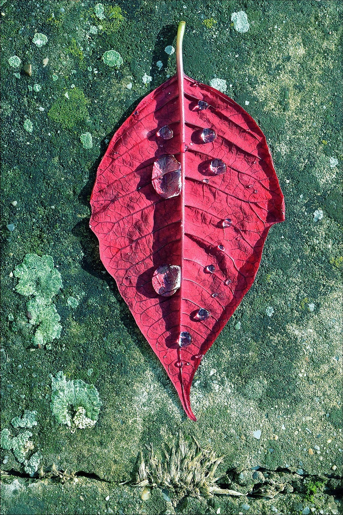 Didi Sattmann: „Glücklicherweise“, 2011