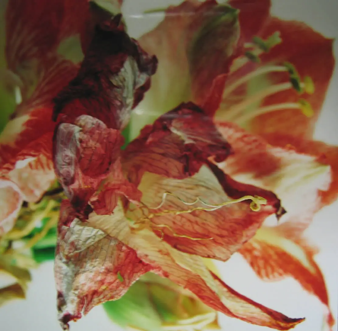 Elfriede Mejchar: Ohne Titel (Blume), 2003, Wien Museum