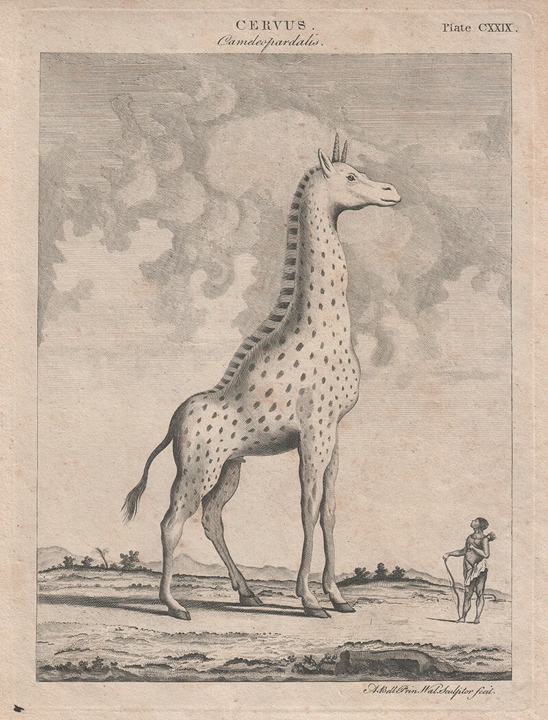 Objekt der Begierde: die Giraffe, die lange Zeit als Mischwesen aus Kamel und Leopard (und fallweise Panther) gehalten wurde. Diese Abbildung von Andrew Bell stammt aus der Zeit um 1790, Quelle: Collection Kuhn / Wikimedia Commons