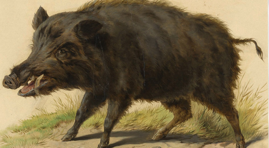 Vorzeichnung für eine Schultafel: Wildschwein, um 1900, Wien Museum 