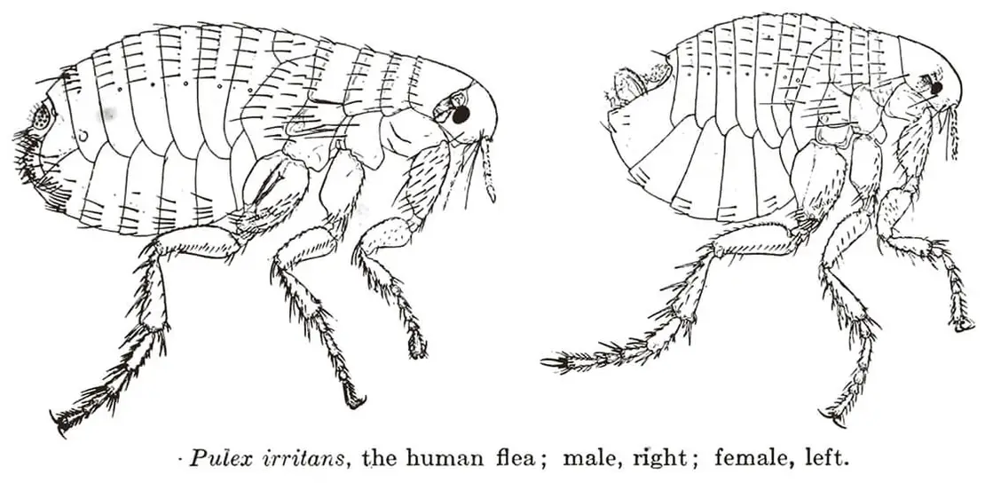 Menschenfloh, links weiblich, rechts männlich. Aus: William B. Herms: Medical and vetenary Entomology, New York 1915, S. 275  