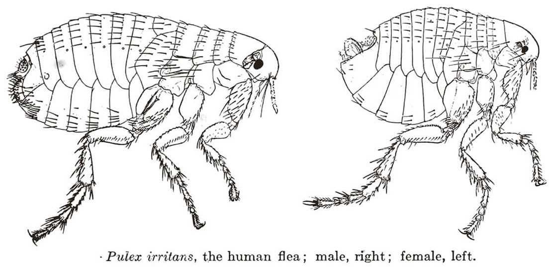 Menschenfloh, links weiblich, rechts männlich. Aus: William B. Herms: Medical and vetenary Entomology, New York 1915, S. 275 