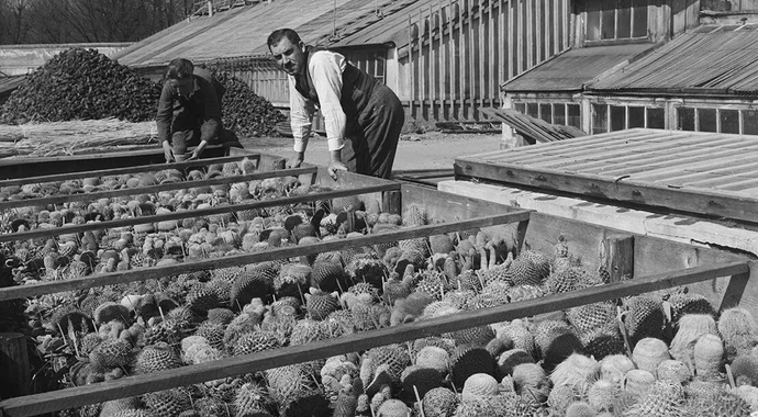 Palmenhaus in Schönbrunn, 1930, Foto: ÖNB-Bildarchiv / picturedesk.com