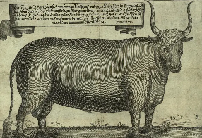 M.V.der Bruck: Abbildung eines besonders großen Ochsen aus der Leopoldstadt, 1678, Foto: Wien Museum