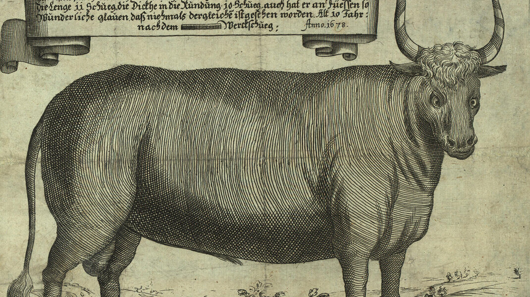 M.V.der Bruck: Abbildung eines besonders großen Ochsen aus der Leopoldstadt, 1678, Foto: Wien Museum