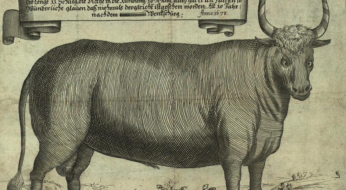 M.V.der Bruck: Abbildung eines besonders großen Ochsen aus der Leopoldstadt, 1678, Foto: Wien Museum  