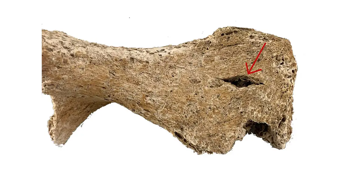 Beckenknochen mit Trauma einer Lanzenspitze, Foto: S. Strang, Novetus