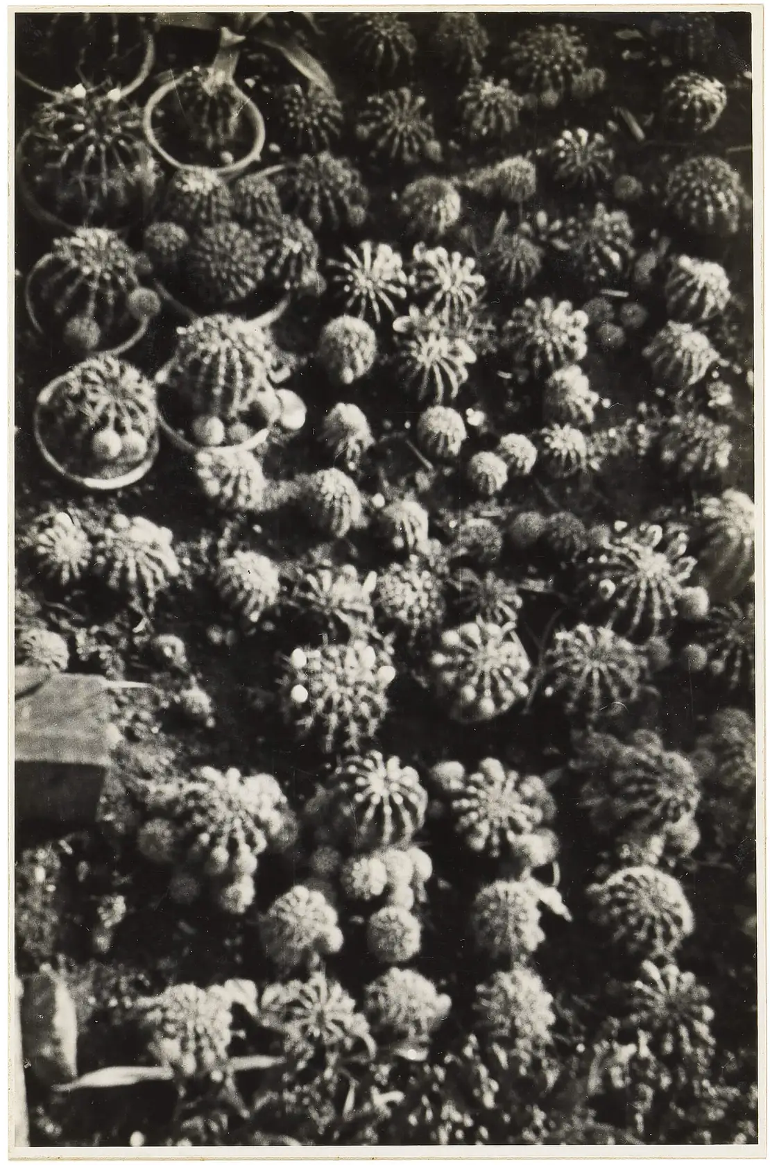 Robert Haas: In einer Gärtnerei, Wien, 1930er Jahre, Wien Museum, Inv.-Nr. 302.335/2