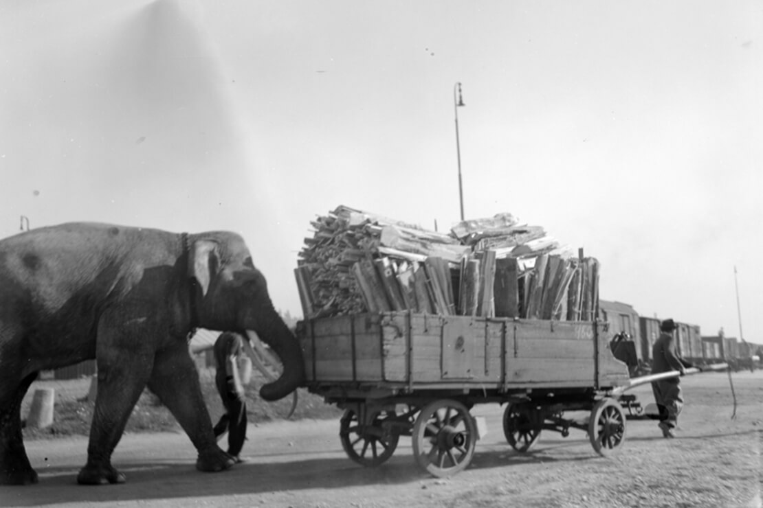 Elefant Bubi schiebt einen Lastkarren, 1. Oktober 1948, United States Information Service (USIS)/ÖNB 