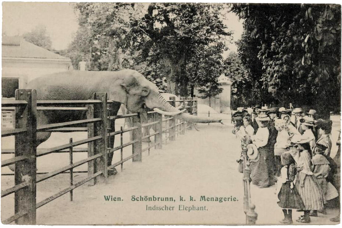 Indischer Elefant im Tiergarten Schönbrunn, um 1910 (der kleine Elefant im Hintergrund dürfte Mädi sein), Wien Museum 